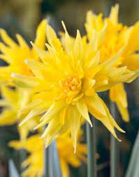 10 Types Of Daffodils You Ll Want In Your Garden This Spring Daffodils Planting Daffodils Weird Plants