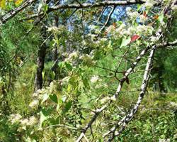 Image result for Mikania chenopodiifolia