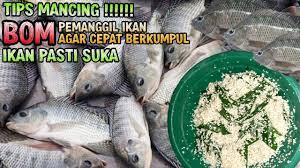 Namun, dengan membuat umpan nila sendiri tentu akan lebih murah dan umpan yang dihasilkan akan lebih ampuh. Cara Membuat Bom Pengumpul Ikan Nila Liar Paling Ampuh Langsung Tes By Agus Dm
