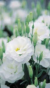 Visualizza altre idee su fiori bianchi, fiori, piante. In Season Flowers For Summer Weddings Fiori Estivi Coltivare I Fiori Giardino Fiori Bianchi