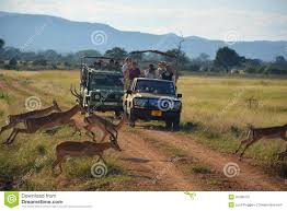 Сафари из занзибара в нацпарки тарангире и нгоронгоро на 2 дня. Safari Tanzaniya Foto Nacionalnogo Parka Nacionalnyj Park Mikumi Tanzaniya Redakcionnoe Izobrazhenie Izobrazhenie Naschityvayushej 41990375