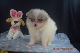 Puppies Sold 2023 Archives