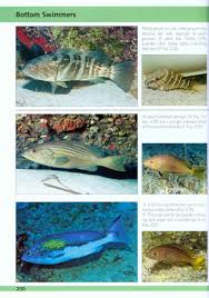 Europe And Mediterranean Marine Fish Identification Guide