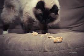 Disgusted by the hairballs your cat coughs up? What Causes A Feline Hairball