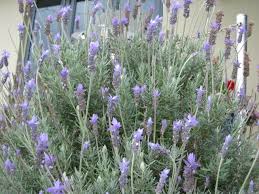 Image result for Lavandula dentata