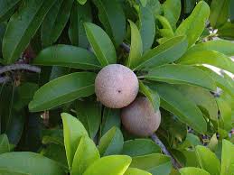 Image result for Sapotaceae