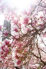 Spring Blossoms Hither Thither Beautiful Flowers Spring Blossom Japanese Magnolia Tree