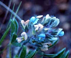 Image result for Psoralea