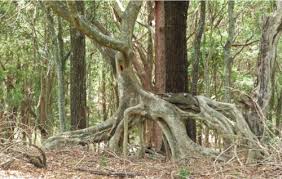 Image result for Ficus obliqua