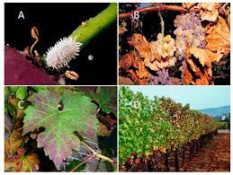 In the vineyard, devastating diseases and pests adversely affect wine grape production and cause enormous economic damages annually. Insects Free Full Text Identification Of Vitis Cultivars Rootstocks And Species Expressing Resistance To A Planococcus Mealybug Html