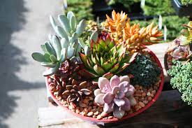 Maybe you would like to learn more about one of these? How To Make Succulent Container Gardens Midwest Living