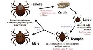 Quand vous constatez une tique encore accrochée à la peau, l'urgence est à son retrait qui doit se faire le plus rapidement possible et de manière adaptée. Proteines A La Une Du Secret Des Tiques Par Severine Altairac