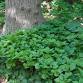 Replacing Mulch with Autumn Groundcovers event image