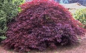 Red Dragon Japanese Maple Red Dragon Japanese Maple Japanese Maple Japanese Maple Tree