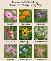 Image result for Cleome schimperi