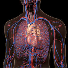 This article provides a human heart diagram for kids, that would help them understand the structure and function of the heart and its various essential aorta is one of the largest blood vessels that carries purified nutrient rich blood away from the body. 15 Circulatory System Facts For Kids And Students