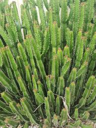 Image result for Euphorbia griseola
