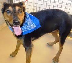 Donate to the humane society of yuma. 17 Best Humane Society Of El Paso Dogs Ideas Humane Society El Paso Dogs