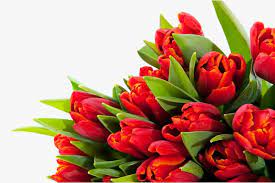 Flowers Flowers Free Matting Flower Bouquet Png Flowers Bouquet Expensive Flowers