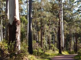 Image result for Rungia grandis