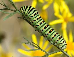 Black And Yellow Striped Caterpillar Identification Facts And Pictures To Help You With Green Caterpillar Identification Pet Birds Plant Identification Plant Leaves
