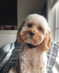 Cavapool For Rehoming in Atlanta GA