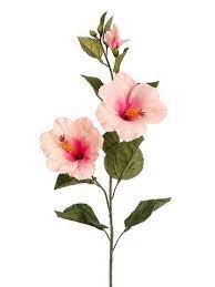 Indian pink hibiscus flowers is a genus of flowering plants in the mallow family, malvaceae. Hibiscus Silk Flower Spray In Light Pink 31 Tall X 5 Blooms In 2021 Watercolor Flowers Tropical Artificial Flowers Artificial Silk Flowers