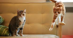 Domestic cats are often called 'house cats' when kept as indoor pets. How Many Cats Is Too Many Purewow