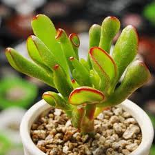 Image result for Crassula vaginata
