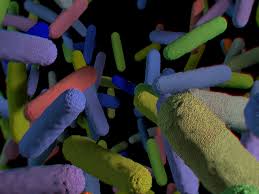 Coli) are bacteria found in the environment, foods, and intestines of people and animals. Fremtidens E Coli Bakterier Spiser Co2
