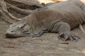 Komodo status konservasi klasifikasi ilmiah kerajaan: 4 Kisah Manusia Korban Keganasan Komodo Sepanjang Masa Okezone Travel