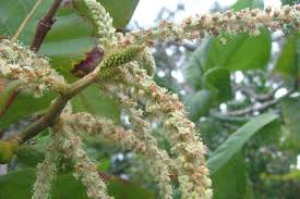 Image result for Triplaris americana