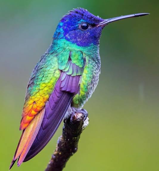 ☆~Colibrí Cola de Oro o zafiro colidorado (Chrysuronia oenone). *__Se lo encuentra en Bolivia, Brasil, Colombia, Ecuador, Perú, Trinidad y Tobago, y Venezuela. *__Los machos son verde iridiscente co