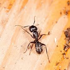 Get multiple pieces of cardboard, one for under refrigerator, one for under dishwasher, one for on the top of your cabinets, one for under kitchen sink, and one for under oven. How To Get Rid Of Ants Updated For Pests Org