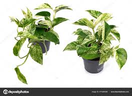 Image result for Epipremnum en casa