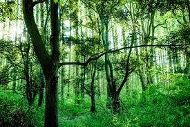 森 の 写真