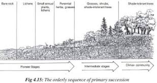 Ecological Succession Ecological Succession Ecology Secondary Succession