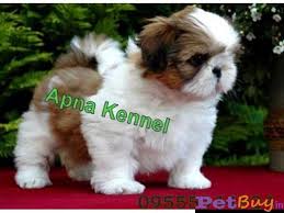 We understand that adopting a puppy is a huge responsibility, so. Shih Tzu Puppy For Sale In Nashik Best Price