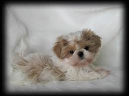 Sweet Tooth Imperial Shih Tzus Of Salt Lake City Utah Breeder Of Chinese Imperial Shih Tzu Imperials Teacup Toy Min Shih Tzu Puppy Cute Puppies Cute Dogs