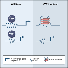 They are ubiquitous in genome and their mutated forms are responsible for diseases 1. Atr X Syndrome Protein Targets Tandem Repeats And Influences Allele Specific Expression In A Size Dependent Manner Cell