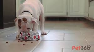 Puppy food at various ages. Creating A Puppy Feeding Schedule Petmd Petmd