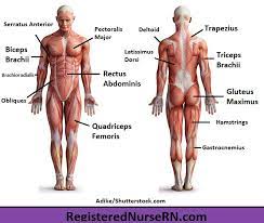 Lower body muscles are significantly bigger than upper body muscle and need to be worked accordingly. Major Muscles Song Anatomy Mnemonics