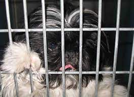 If your foster pet becomes sick, immediately contact our foster coordinator. Las Vegas Animal Shelters Best Friends Animal Society