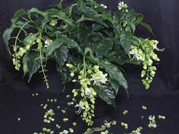 Image result for Clerodendrum abilioi