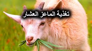 Miniature goats) فمدة الحمل لديه تكون 145. ÙƒÙŠÙ Ø§Ø³Ù…Ù† Ø§Ù„Ù…Ø§Ø¹Ø² Youtube