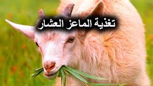 عَلاماتُ البُلوغِ الاحتلامُ (1) للرَّجُل والمرأةِ علامةٌ مِن علاماتِ البُلوغِ الإنباتُ (6) علامةٌ على البلوغِ حدُّ البلوغِ استكمالُ خَمسَ عَشرةَ سَنةً، الذَّكَرُ والأنثى في ذلك سواءٌ. ÙƒÙŠÙ Ø§Ø³Ù…Ù† Ø§Ù„Ù…Ø§Ø¹Ø² Youtube