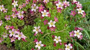 Auch rosen können sie jetzt schon pflanzen, vorausgesetzt der boden ist nicht mehr gefroren. Gartentipps Fur Marz Ndr De Ratgeber Garten Gartenkalender