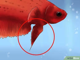 Part of the genetics that give them the neat scales, also causes the lens/scale over their eyes to become. 3 Ways To Identify Different Betta Fish Wikihow