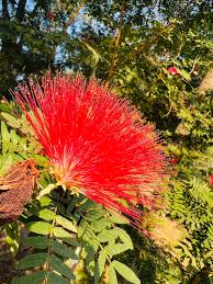 Image result for Combretum constrictum