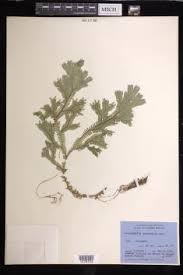 Image result for Selaginella lewalleana